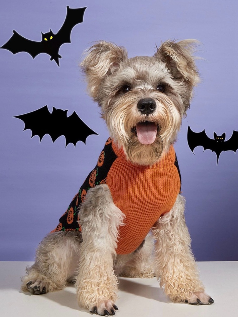 Halloween Knit Dog Sweater